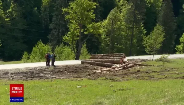 Protest în parcul natural Bucegi. O firmă forestieră taie de câteva luni sute de arbori bătrâni dintr-o pădure
