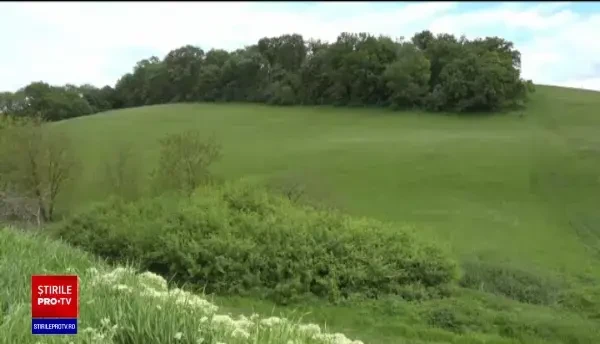 Melcii culeși din pădurile din România sunt la mare căutare în străinătate. Cât costă un kilogram