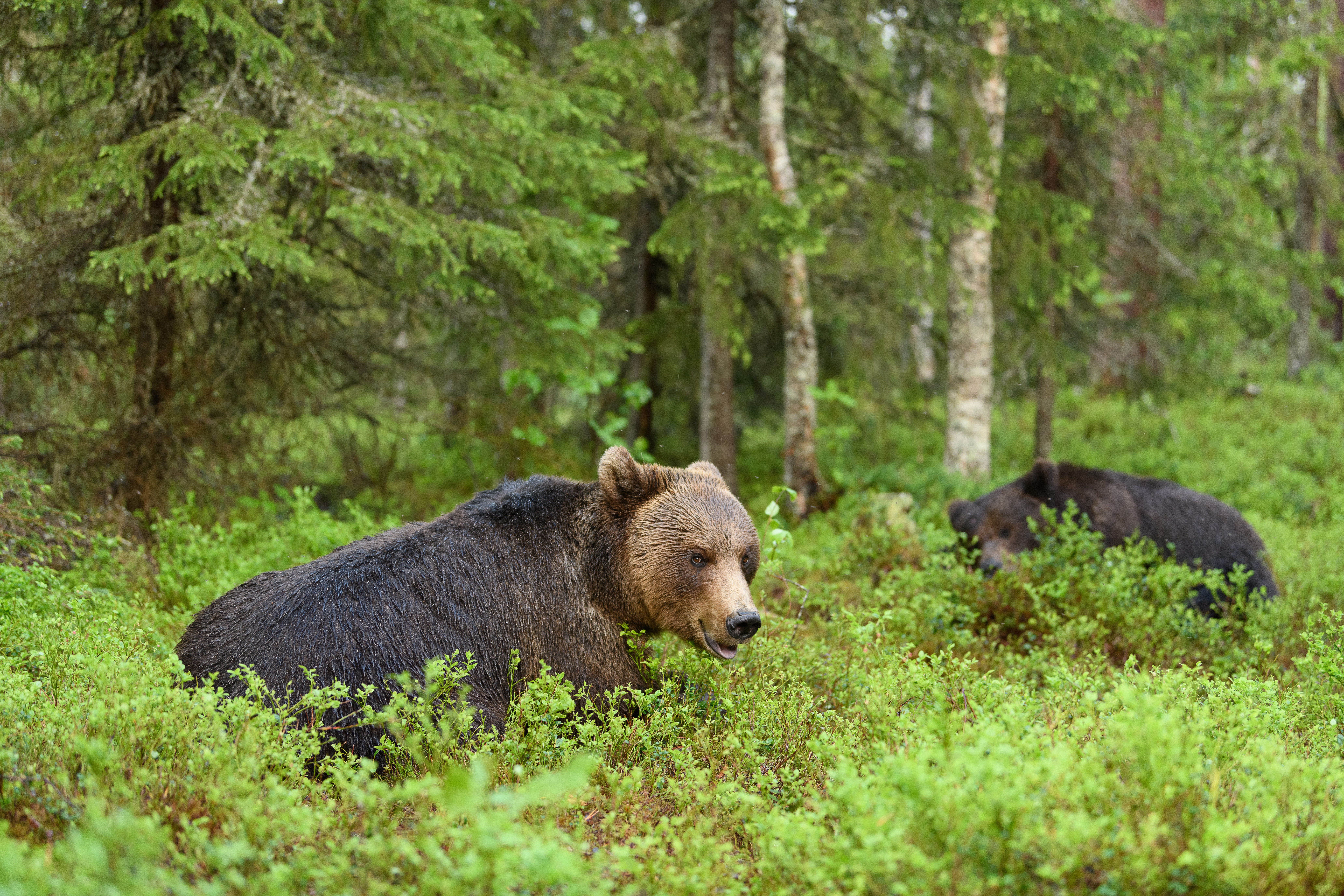 Urșii au ajuns până în fața primăriei din Băile Tușnad. Opt animale au fost alungate de jandarmi
