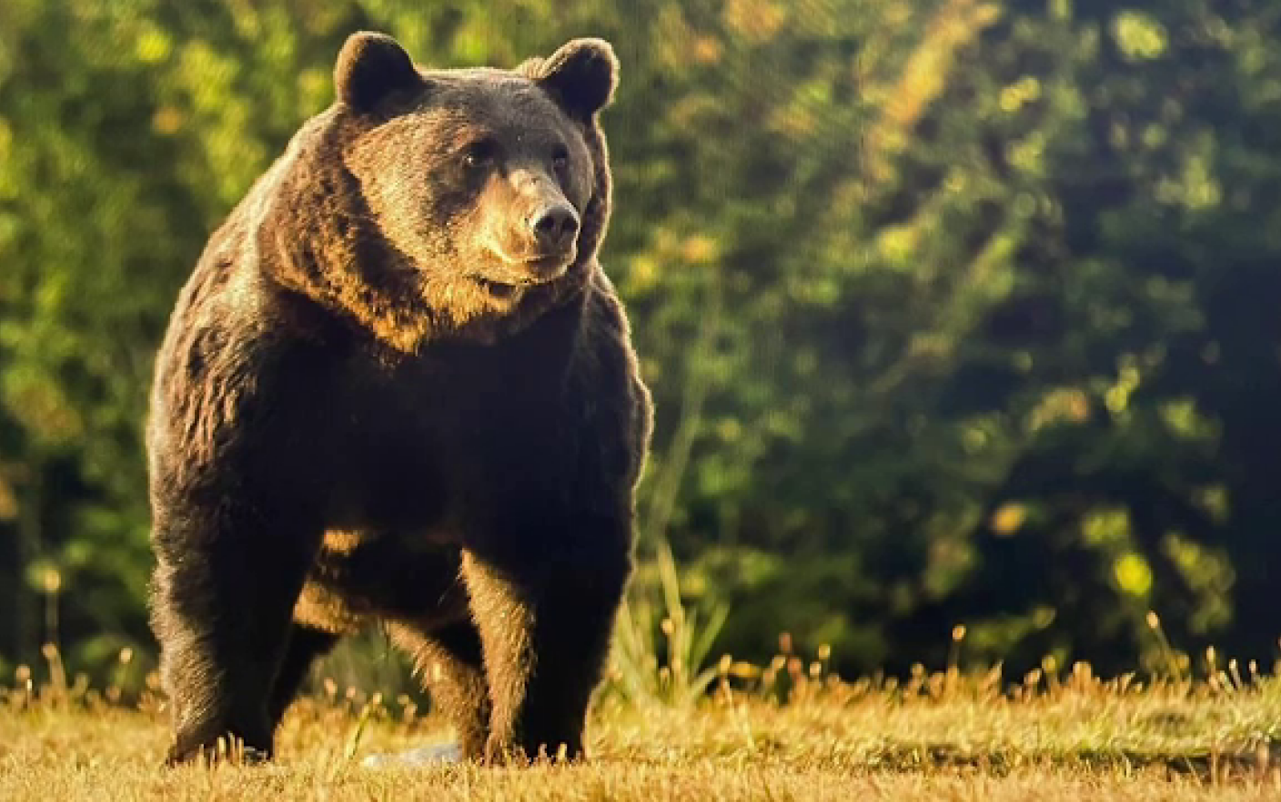 La trei săptămâni de la cazul ursului Arthur, autoritățile n-au pus în practică nimic din ce au promis