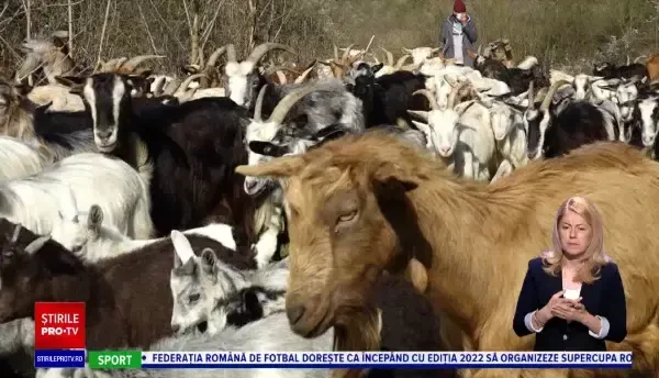 Produsele din lapte de capră, preferate de români. Soluția găsită de doi producători