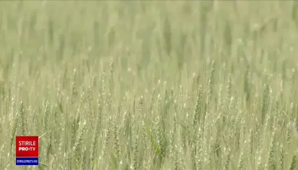 Fermierii spun că vom avea un an agricol bun. Agricultorii speră la o producție și cu o treime mai mare