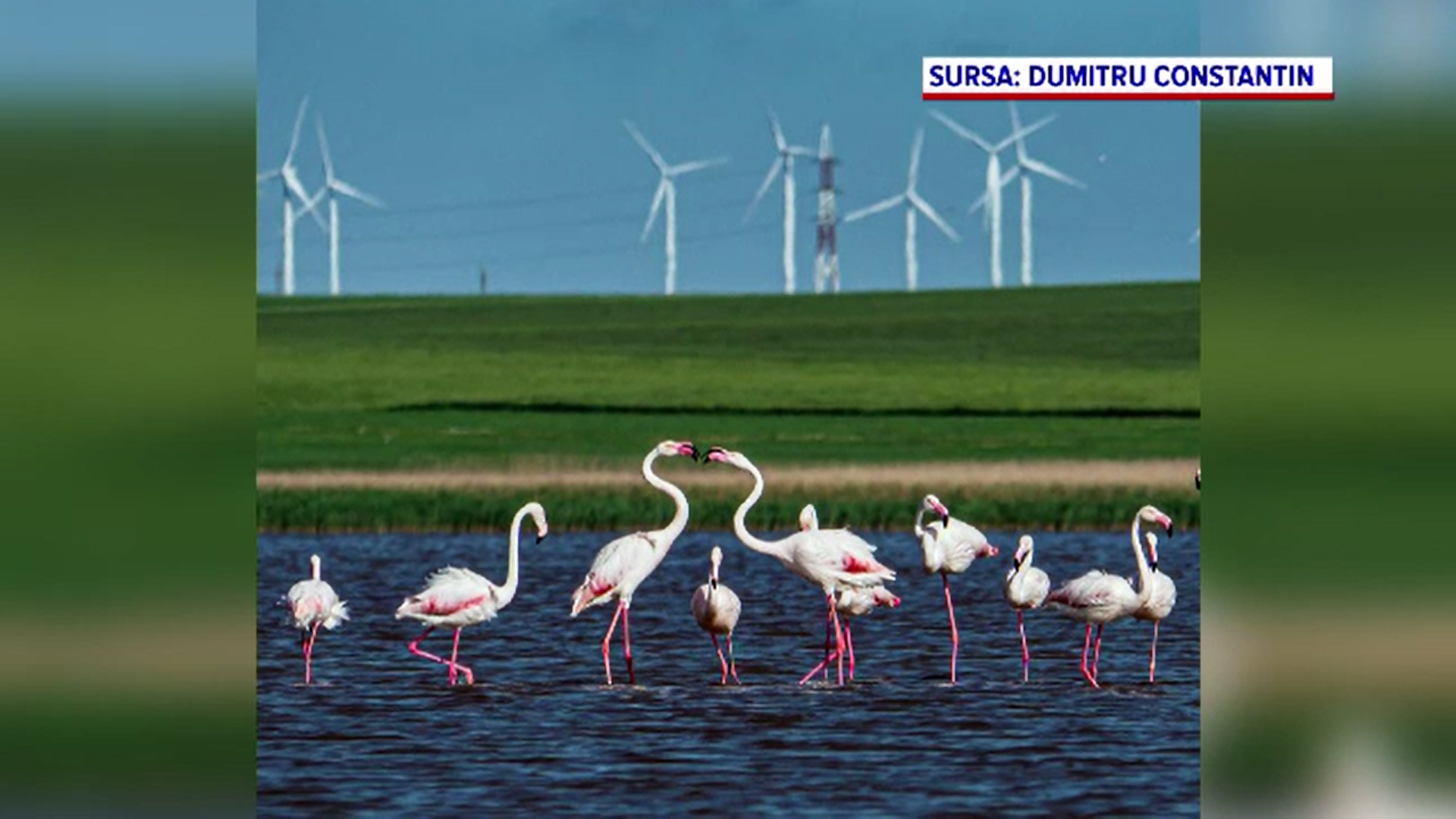 Păsările flamingo au fugit din România, alungate de turiști. Oamenii le hăituiau cu drone pentru poze