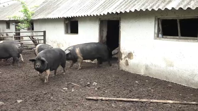 Mai puțini bani pentru susţinerea crescătorilor de porci din rasele tradiţionale Bazna şi Mangaliţa