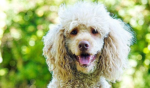 Un pudel asimptomatic, primul câine din Spania detectat cu varianta britanică de Sars-CoV-2