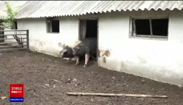 Mai puțini bani pentru susţinerea crescătorilor de porci din rasele tradiţionale Bazna şi Mangaliţa