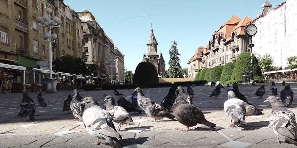 Hrănirea porumbeilor, interzisă în Timișoara. Cu ce sumă vor fi amendați cei care încalcă regula