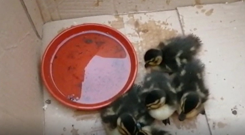 Boboci de raţă sălbatică, salvaţi de poliţiştii piteșteni, după ce fraţii lor au fost călcaţi de maşini