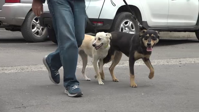 Câinii Luna şi Taz, vedetele zilei la Primăria Galați. Cum sunt pregătiți să să devină exemplare pentru terapie
