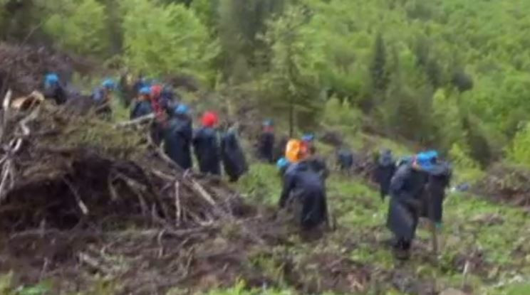 (P) Acțiune importantă de împădurire în Valea Secu, prin intermediul brandului Bucovina