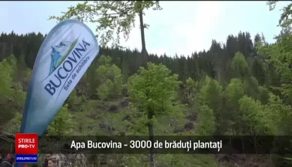 (P) Acțiune importantă de împădurire în Valea Secu, prin intermediul brandului Bucovina