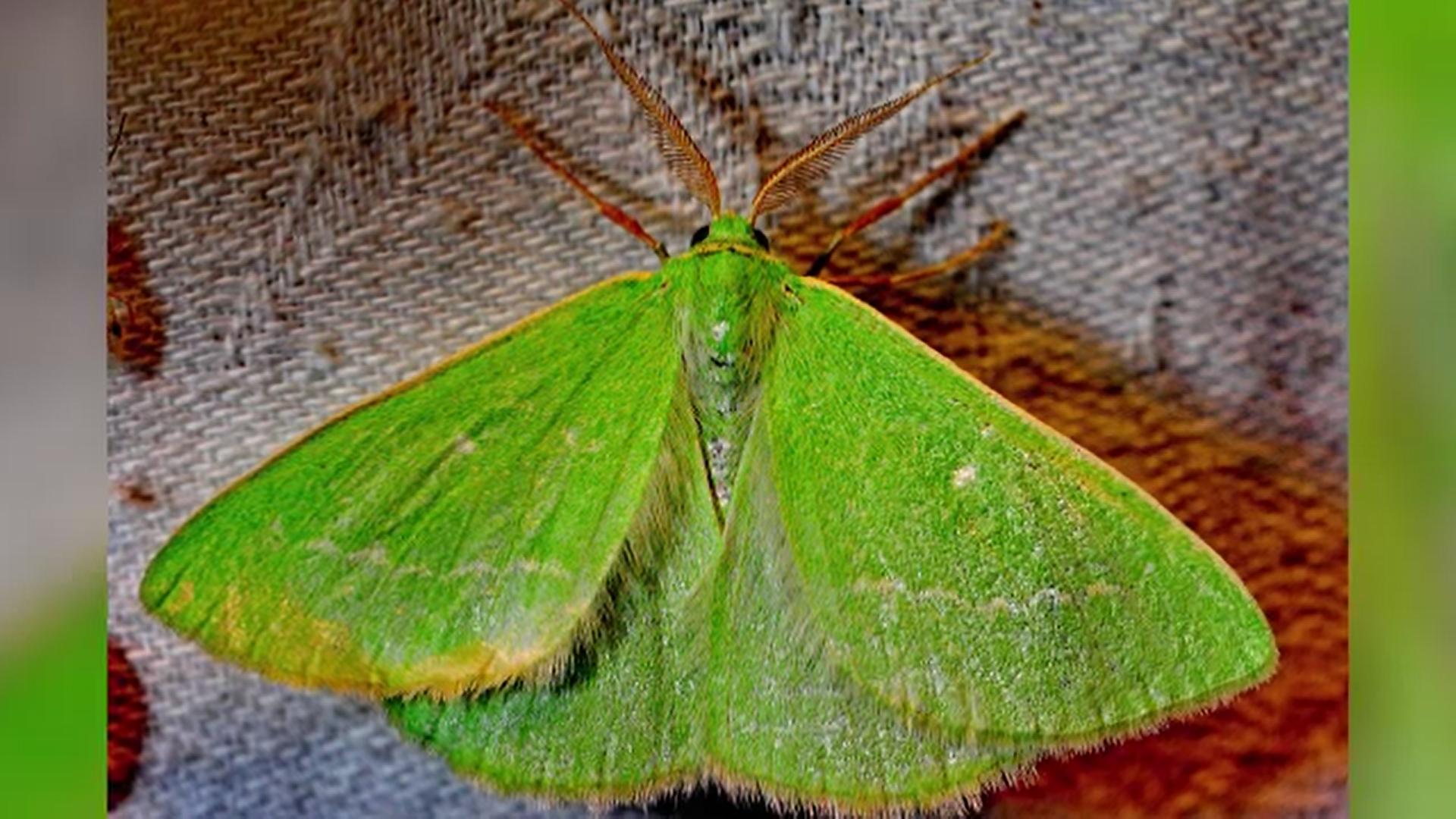 România își pierde fluturii. Explicațiile biologilor