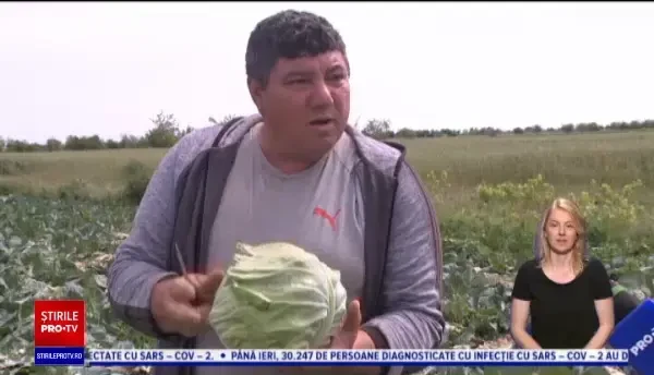 Ce are special varza românească față de cea de import. Anul acesta se vinde și cu 3 lei kilogramul