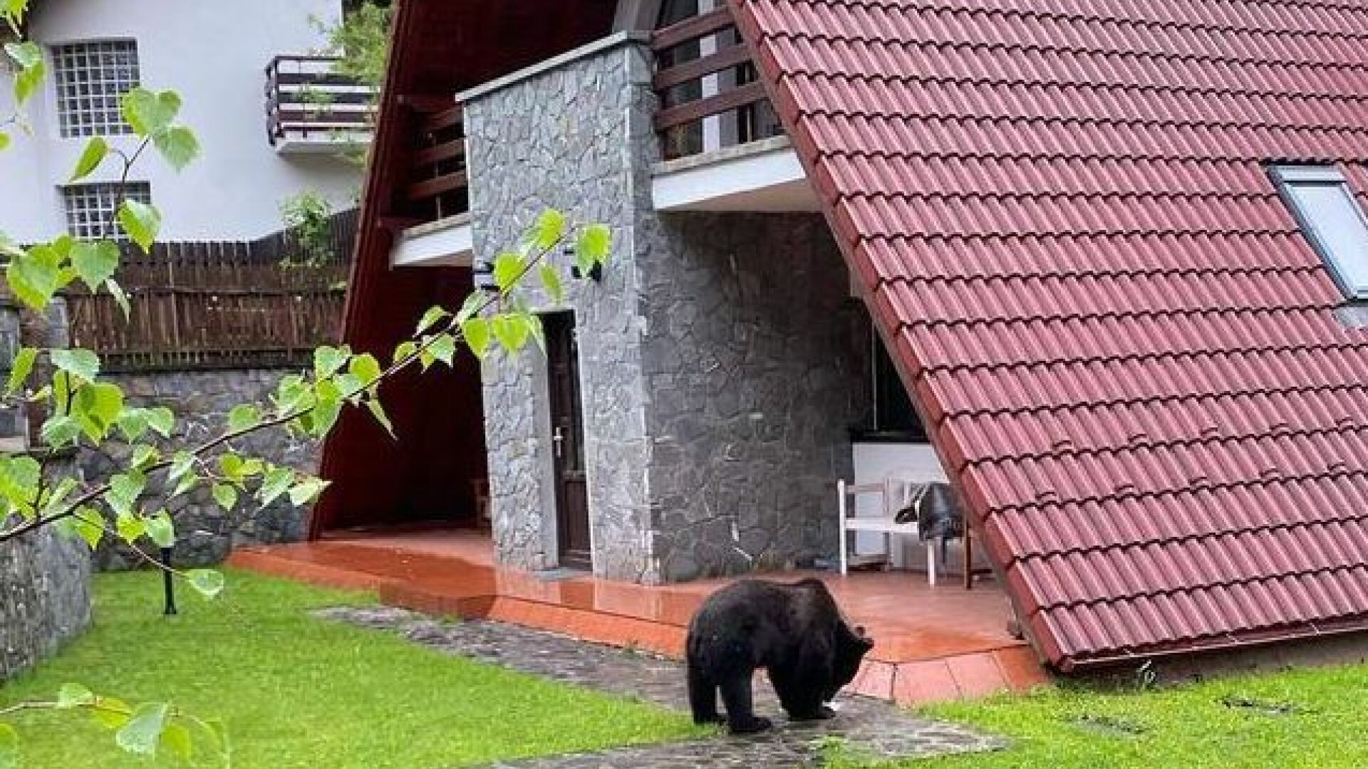 Urs filmat în Sinaia, în curtea unei case. Câinele nu reușește să-l alunge | VIDEO