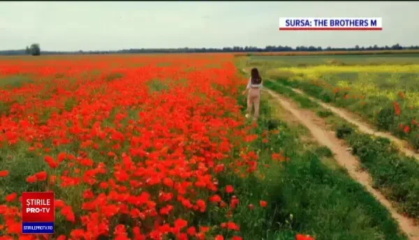 Zone întinse din țară au fost „inundate” de maci. La ce se pot folosi semințele