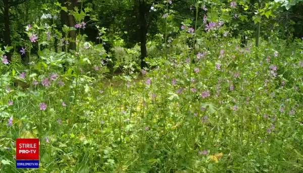 Nicușor Dan, anunț important pentru bucureșteni: Parcurile Capitalei vor fi igenizate