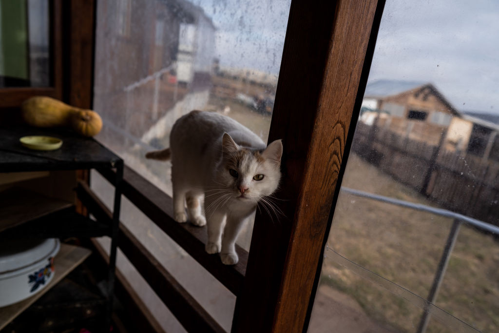 O sută de cadavre de pisici, descoperite în casa unui octogenar din Franța