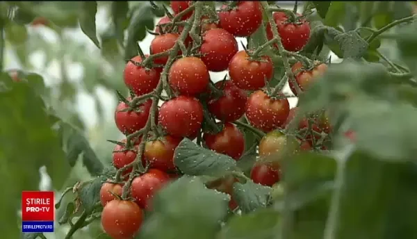 Pericolul pesticidelor din fructe și legume, demonstrat de laboratoarele din România. Ce trebuie să evităm