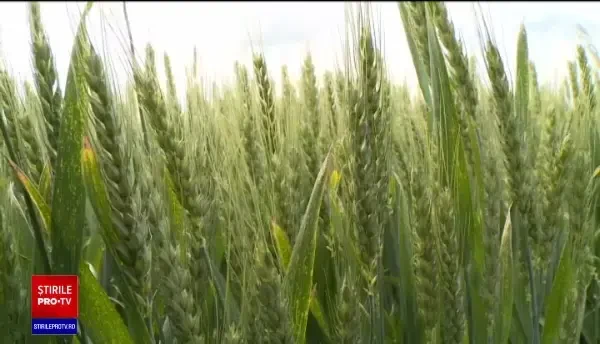 Luna iunie va fi ploioasă și rece. Ploile căzute brusc pun în pericol culturile mai mult decât seceta