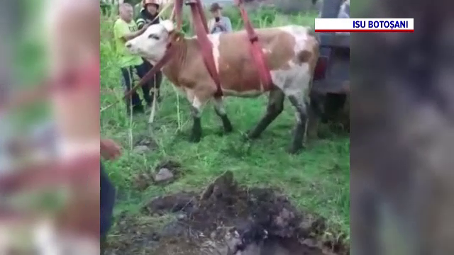 Pompierii din Botoșani au intervenit pentru salvarea unei vaci căzute într-o fosă dezafectată