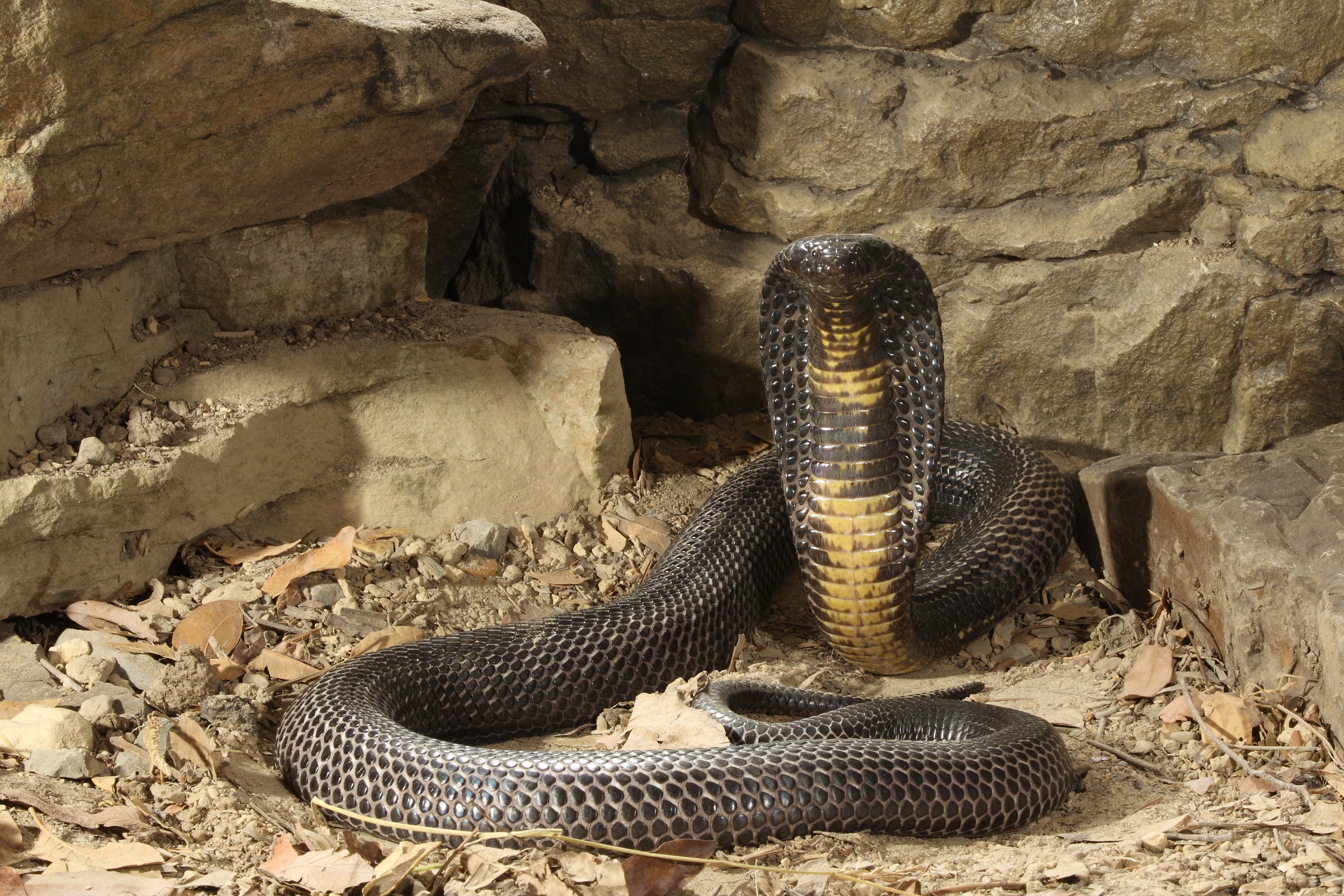 Un bărbat a orbit și a paralizat după ce a fost mușcat de o cobră regală. Era și bolnav de COVID, a doua oară