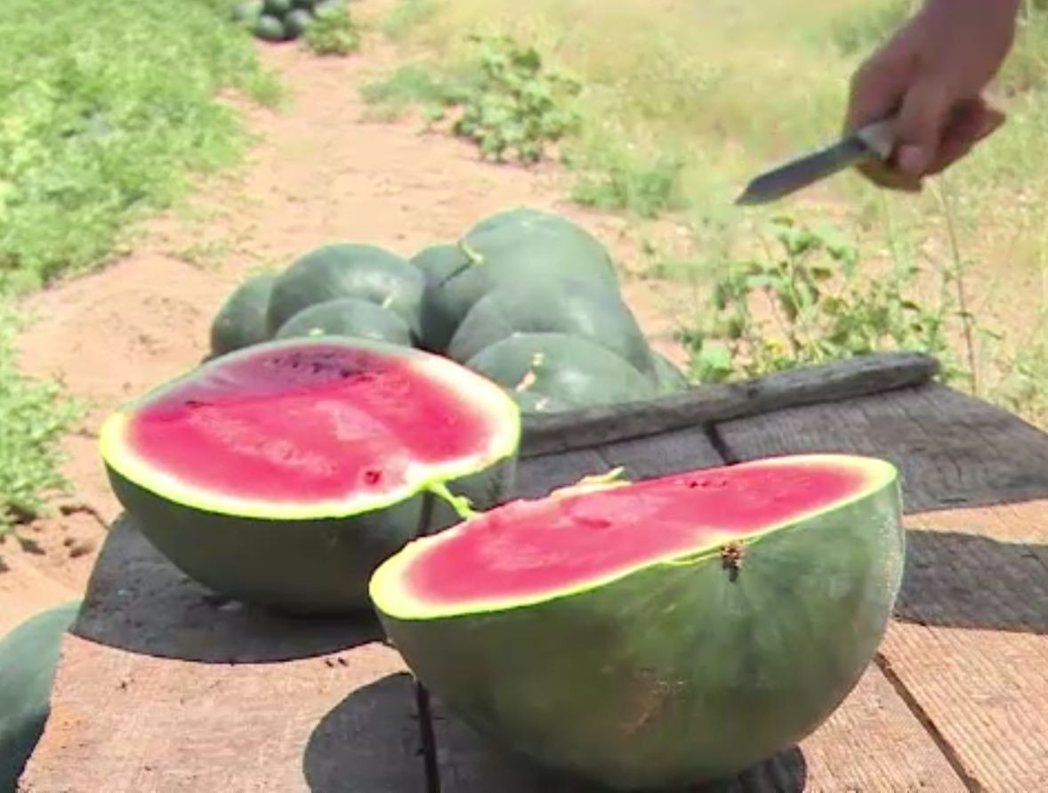 Lubenițelele din Dăbuleni, mai puține în acest sezon. De ce crește constant importul de pepene