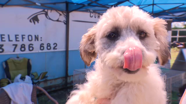 Târg de adopţii de animale organizat la un centru de echitaţie, în Capitală. „Nu vă cerem decât să-i iubiţi”