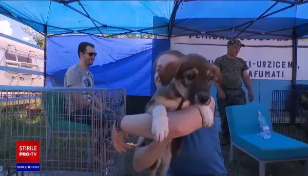 Târg de adopţii de animale organizat la un centru de echitaţie, în Capitală. „Nu vă cerem decât să-i iubiţi”