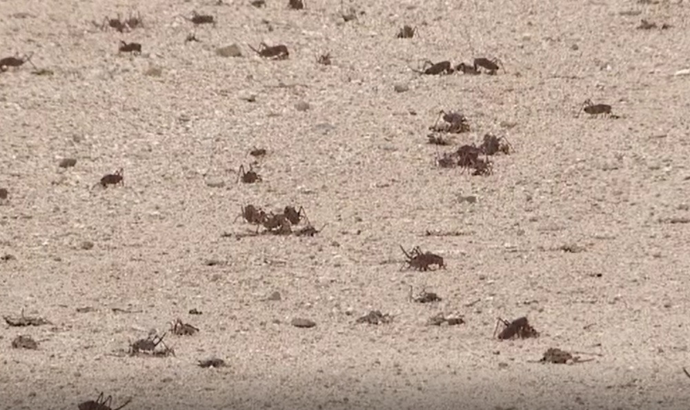 Invazie de greieri într-un oraș din Statele Unite ale Americii