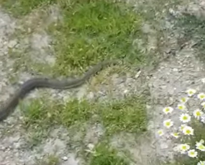 Un șarpe de aproape doi metri a fost găsit pe un spațiu verde din Drobeta Turnu Severin