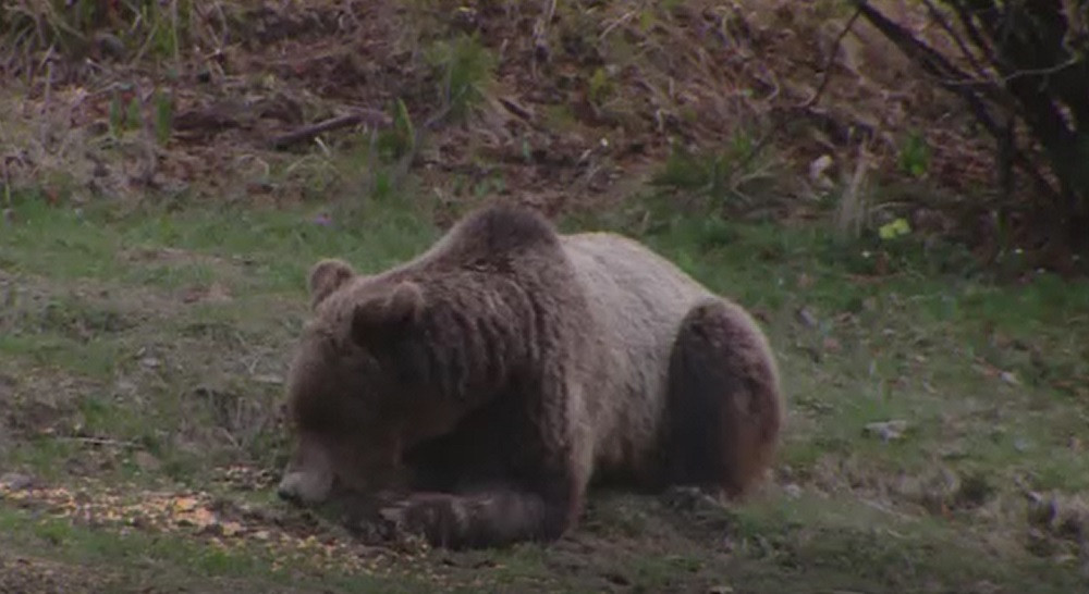 Un urs a terorizat un sat din Dâmbovița. S-a cerut ajutorul autorităților