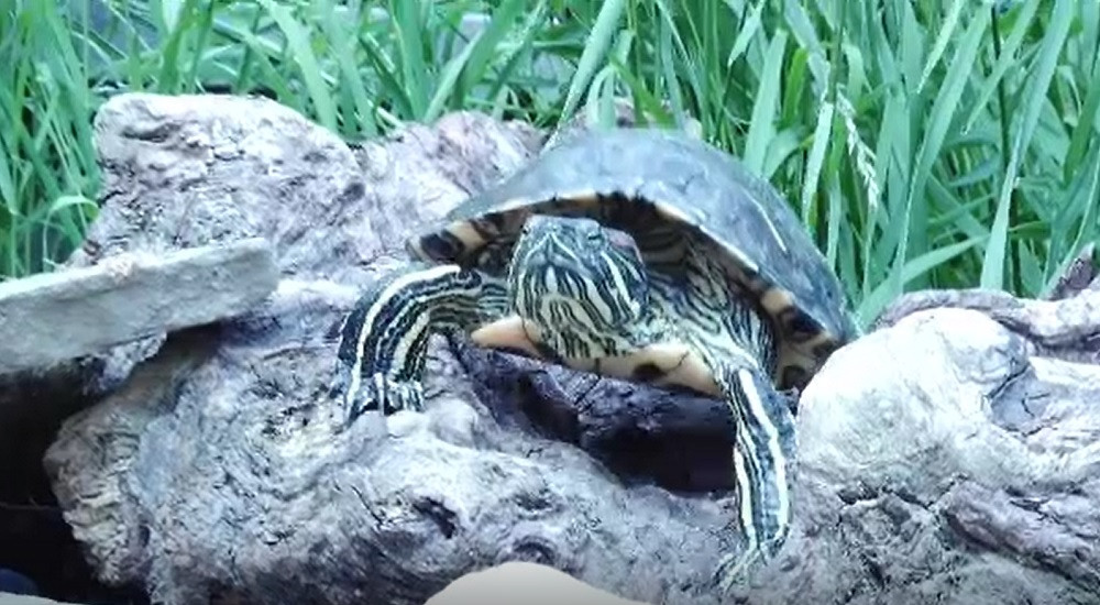 Fenomenul abandonării țestoaselor ia amploare în România. De ce renunță oamenii la ele