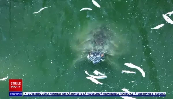 Fenomenul abandonării țestoaselor ia amploare în România. De ce renunță oamenii la ele