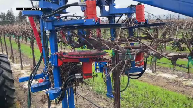 Roboți care culeg struguri, folosiți în California. Fermierii spun că vinul are astfel o calitate superioară