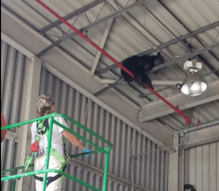 Locul inedit în care a rămas blocat un urs din America