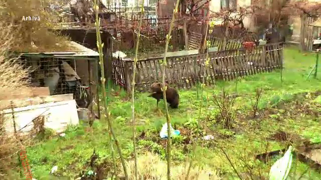 Localnicii unui sat din Mureș sunt terorizați de urs. Sălbăticiunea nu se mai sperie de nimic