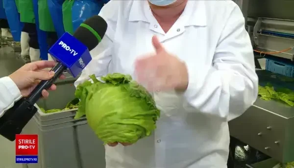 Cum decongelezi corect mâncarea. Fructele înghețate trebuie spălate neapărat