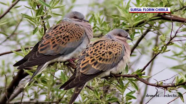 Zeci de specii de păsări sunt ameninţate cu dispariţia. O nouă lege ar permite vânarea lor în număr mare