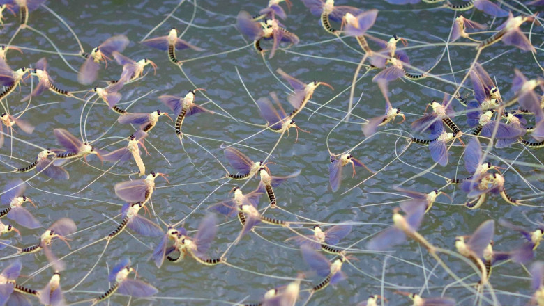 FOTO. Fenomen impresionant surprins în Delta Dunării. Ce se vede în imagine