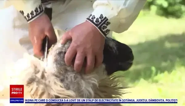 În Mărginimea Sibiului a început tunsul oilor. Turiștii care trec pe acolo pot deprinde acest meşteşug