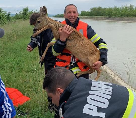 O căprioară aproape înecată în canalul Bistrița, scoasă de pompieri. Veterinarii au tratat-o imediat