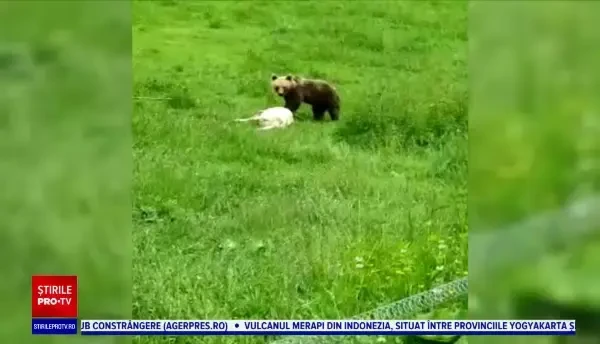 Urșii au semănat teroare în localitățile de pe Valea Mureșului. Sălbăticiunile ucid animale din bătătură