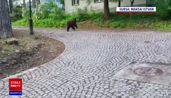 Urșii au devenit o prezență obișnuită în stațiuni. Jandarmii fac zeci de patrulări zilnic