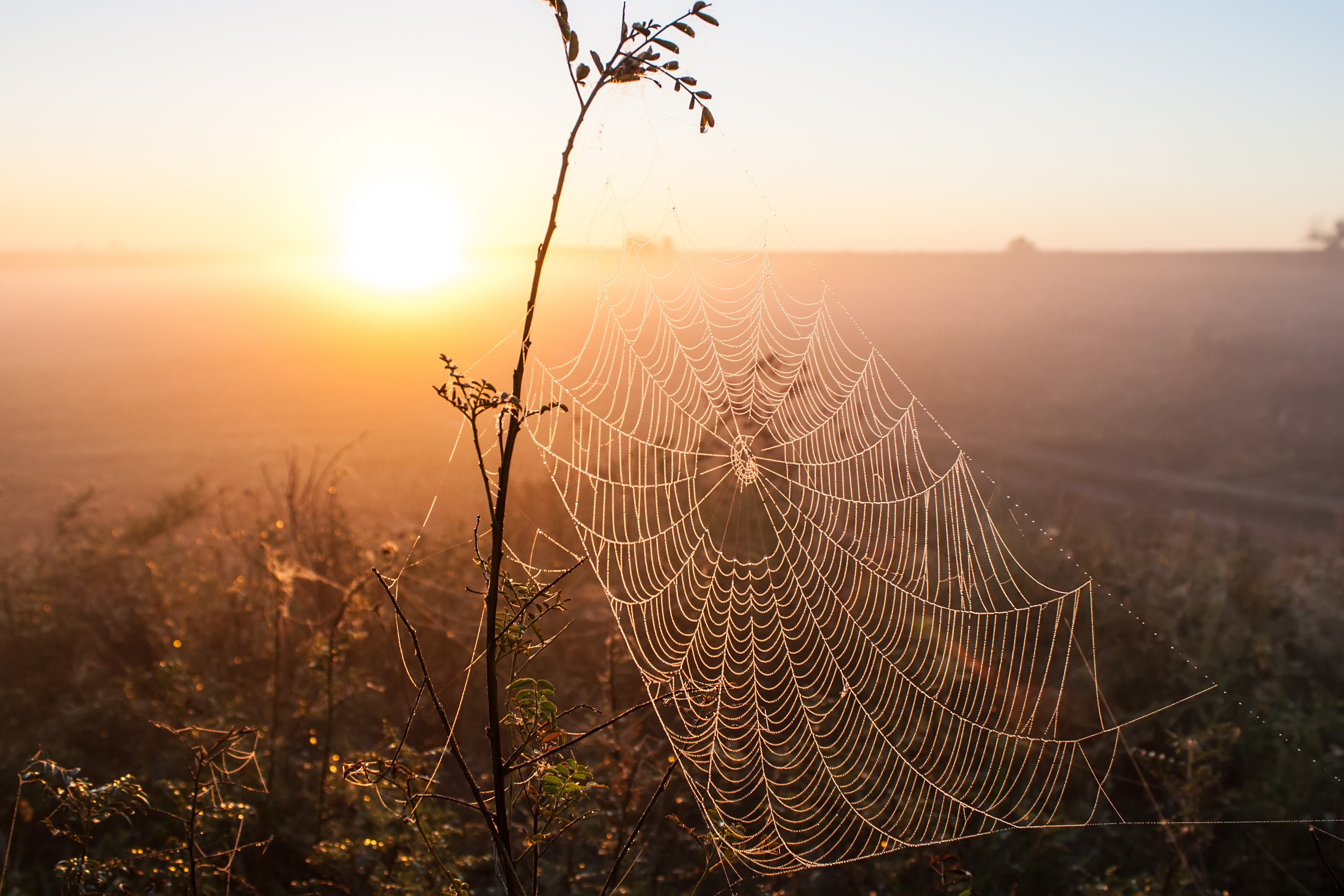 Mai multe orașe din Australia, acoperite de pânze de păianjen. Care este explicația fenomenului