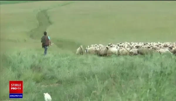 Un cioban sfâșiat de urs în Harghita s-a târât singur până la stână. ”Dezmembrat, nu așa… Rupt de tot!”