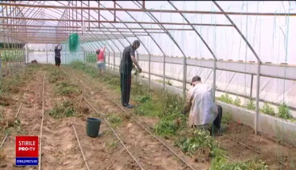 Uniunea Europeană pregătește o nouă campanie, ”Noul fermier”. Doritorii vor putea accesa până la 100.000 de euro