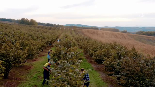 Suprafețele cultivate cu aluni s-au dublat în ultimii cinci ani. Cât de rentabili sunt alunii