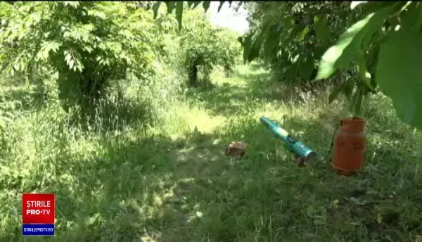 Recolta de cireșe, amenințată de stolurile de grauri. Fermierii au cumpărat „tunuri”