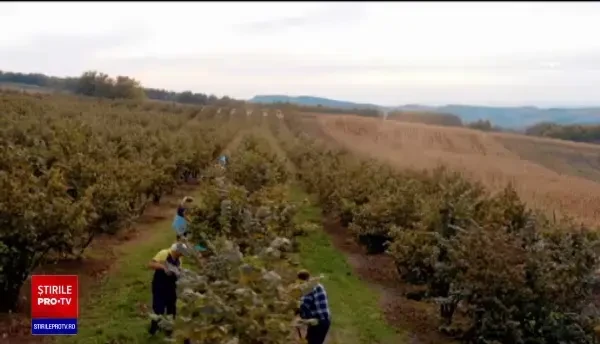 Suprafețele cultivate cu aluni s-au dublat în ultimii cinci ani. Cât de rentabili sunt alunii