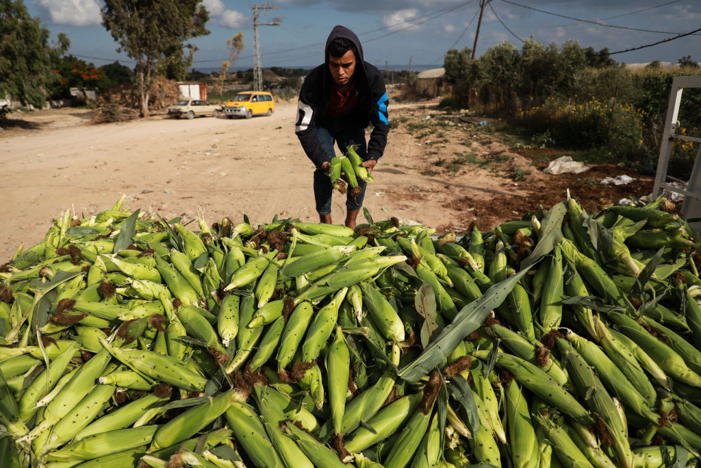 Israelul anunță reluarea limitată a exporturilor agricole din Fâşia Gaza